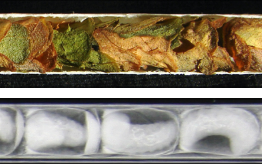 xray of leaf cutter bee nest